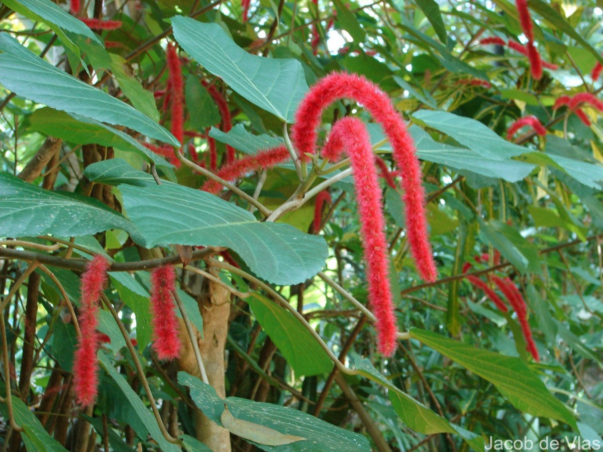 Acalypha hispida Burm.f.